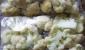 Лучшие рецепты, как правильно заморозить цветную капусту в домашних условиях на зиму Цветная капуста в морозилке стала зеленой